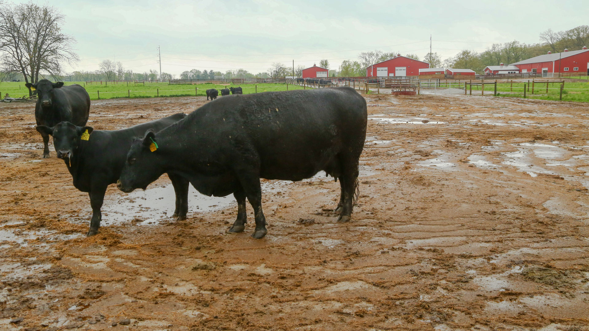 Coronavirus and its impact on meat production